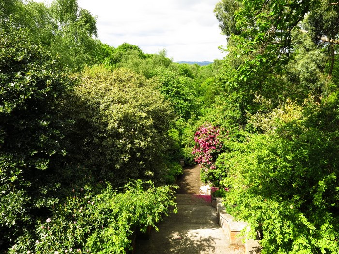 Stone stairs descending through a lush garden with pink rhododendrons