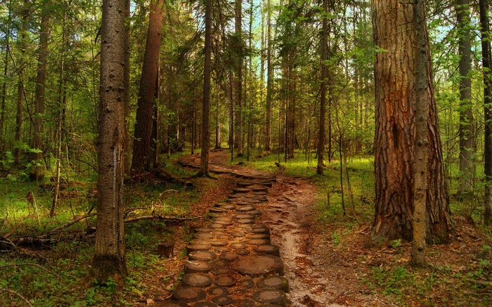 A winding path made of logs in a sunlit forest