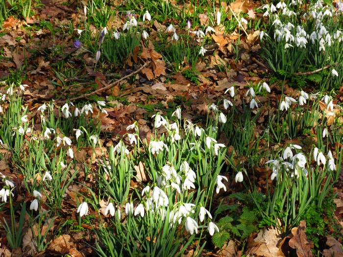 Snowdrops and crocuses blooming in a forest floor