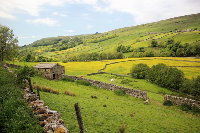 Stone barn in a green valley with yellow flowers in Muker, England