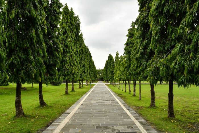Avenue of trees in a park in Bali, Indonesia