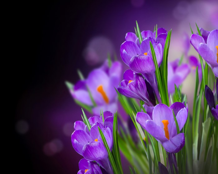 Purple Crocuses in Close-up