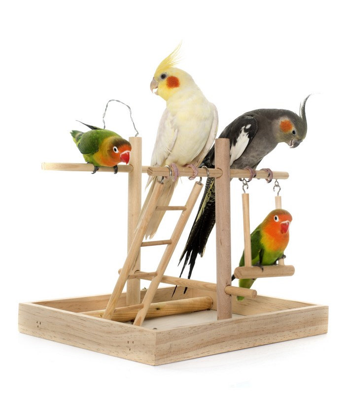 Four parrots on a wooden bird stand