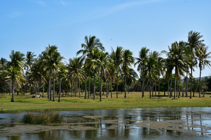Coconut palms line a grassy field near a body of water under a blue sky.