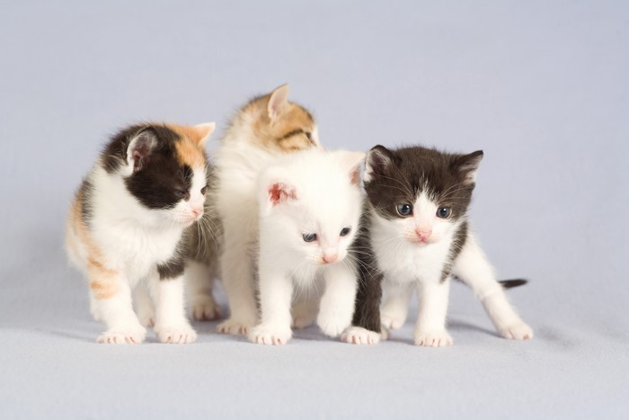 Four Kittens on a Blue Background