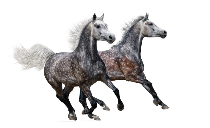 Two dappled grey horses running on a white background