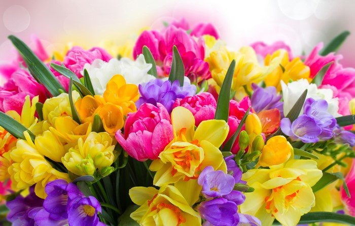 4K Daffodils and Tulips Bouquet
