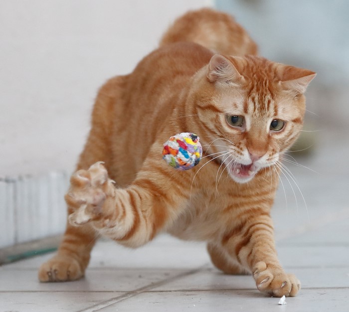 Orange tabby cat playing with a colorful toy ball