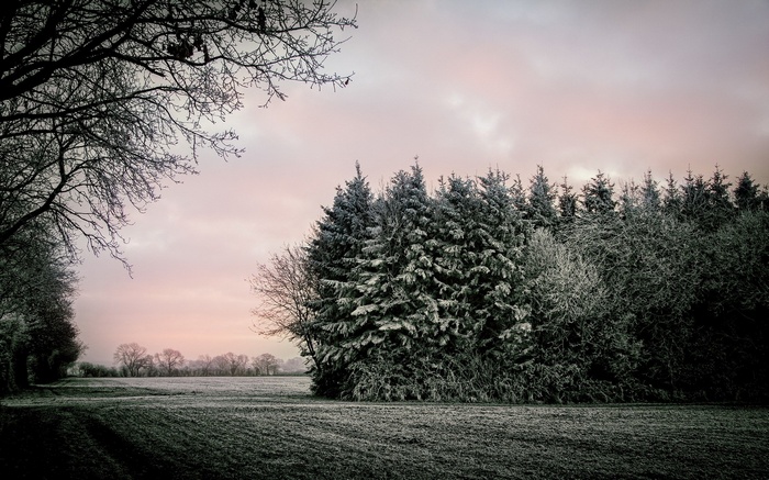Winter landscape with frosted trees and field