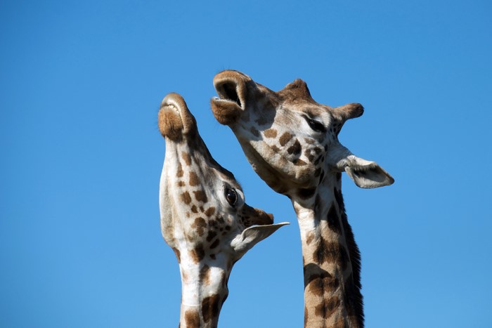 Two giraffes with heads close together against a blue sky