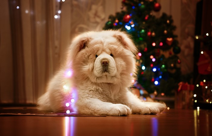 White Chow Chow dog with Christmas lights