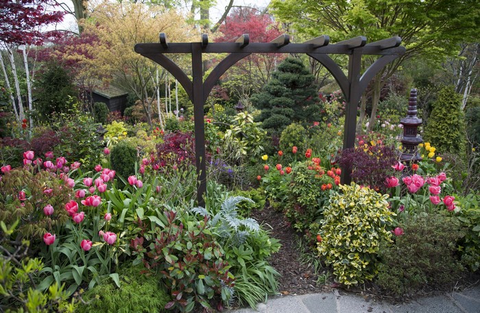 English garden with tulips and shrubs