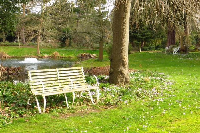 Bench by a pond in Myddelton House Gardens, London