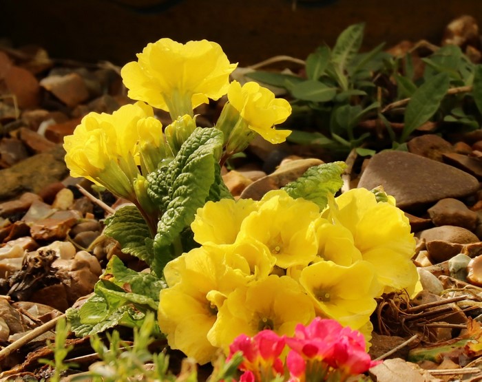 Yellow Primula flowers in gravel garden