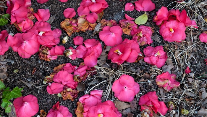 Pink Camellia Petals Scattered on the Ground