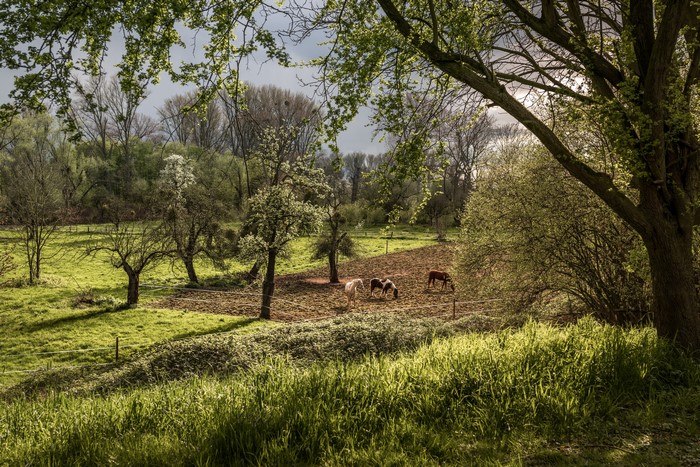 Spring landscape with horses in a field