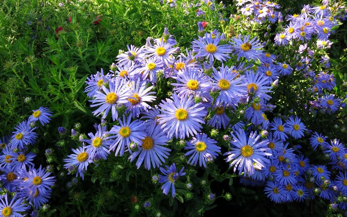 Violet Asters in a Garden