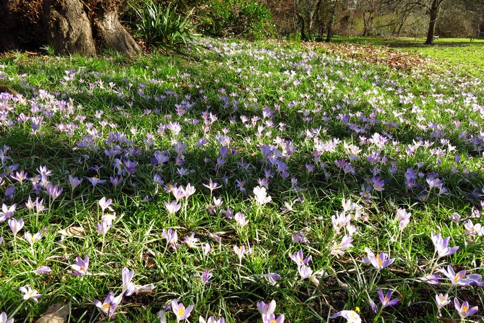 Crocuses blooming in Cannizaro Park, London