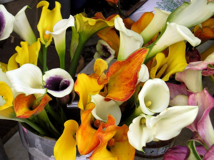 A bouquet of colorful calla lilies in a vase