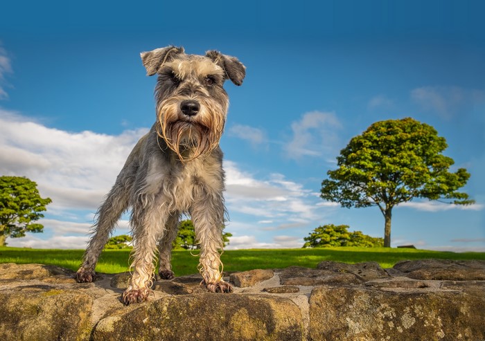 Schnauzer dog standing on a stone wall