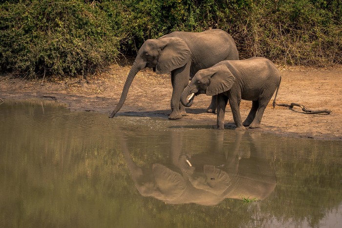 Two elephants drinking water from a river