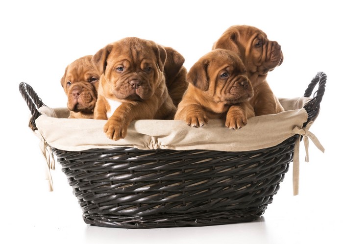 Four Dogue de Bordeaux puppies in a wicker basket