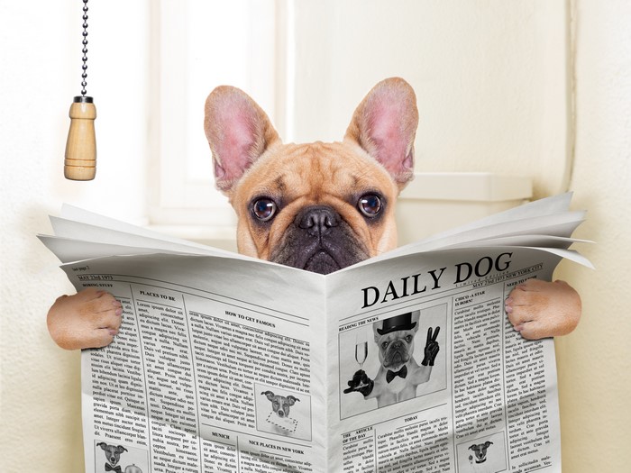 French Bulldog Reading Daily Dog Newspaper
