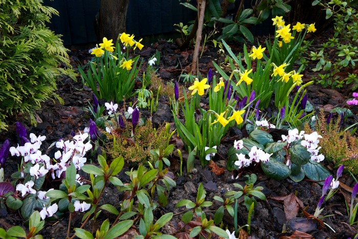 Garden bed with daffodils, cyclamen, and crocuses