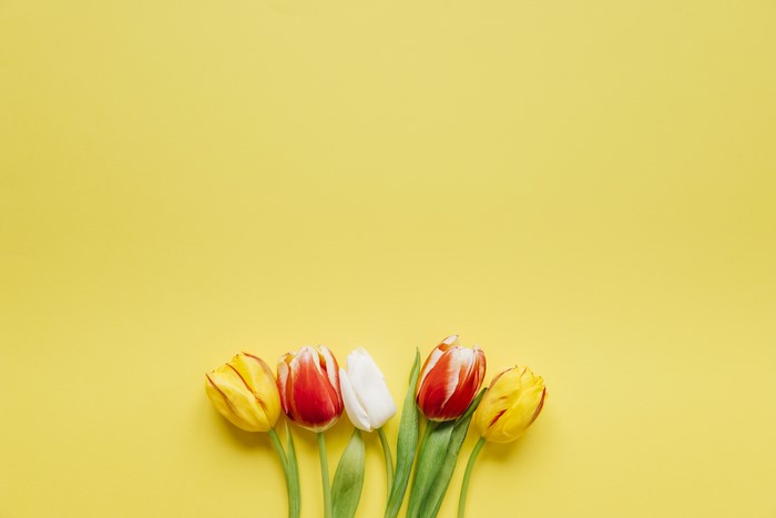 Tulips on a yellow background