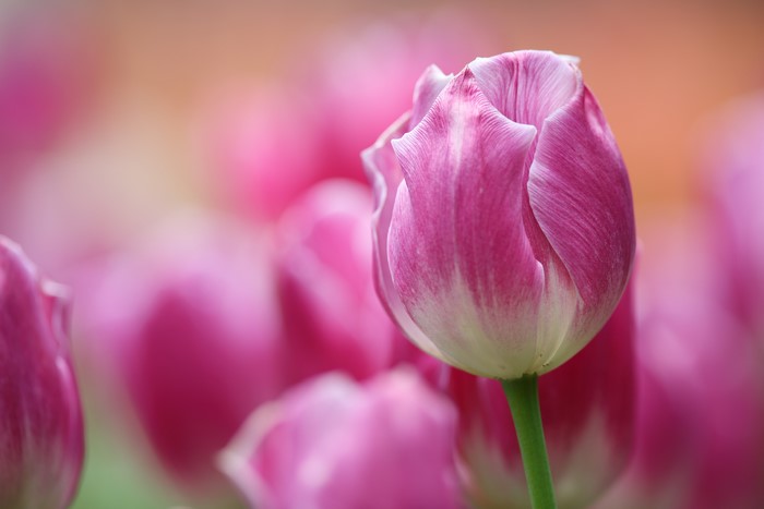 4K Pink Tulips