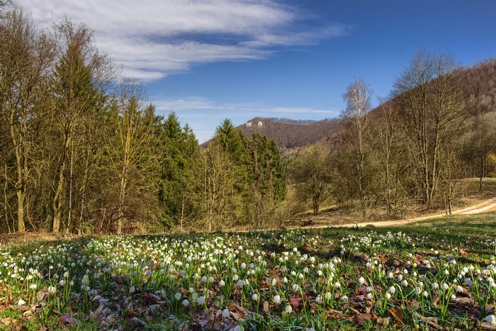 Snowdrops blooming in a forest clearing near Tuerkheim, Germany