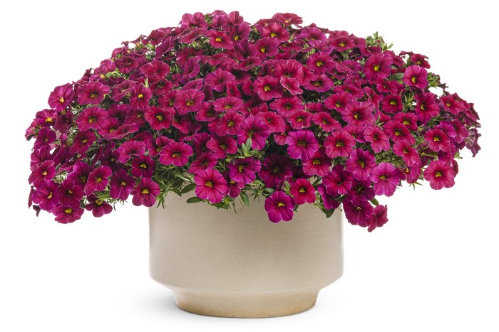 Purple Petunias in a Beige Pot