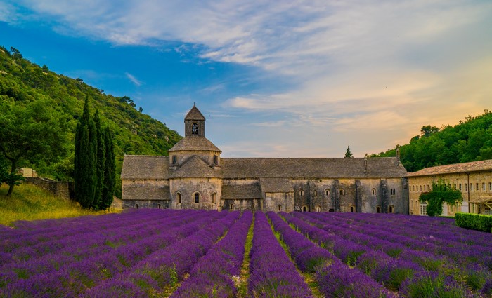 Senanque Abbey Monastery with Lavender Fields in France