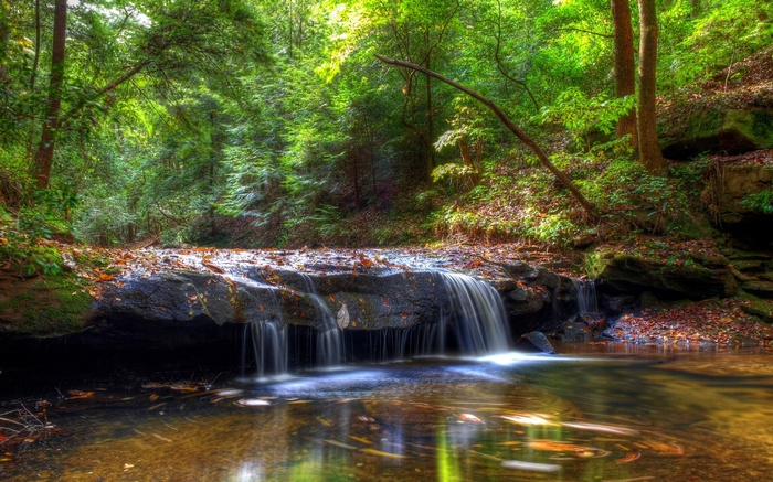 Waterfall in a lush green forest with fallen leaves