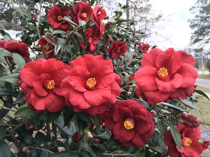 Red Camellia Flowers in Bloom