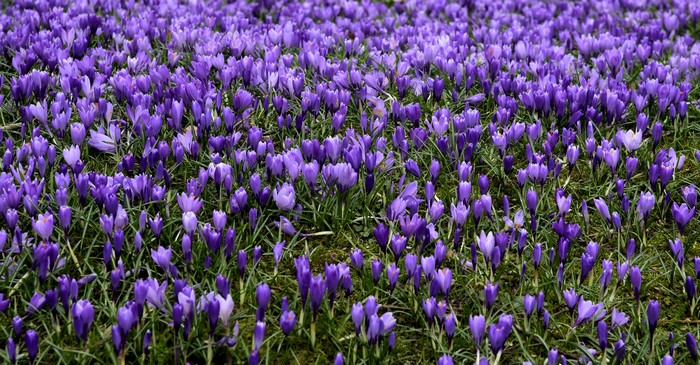 Field of Violet Crocuses