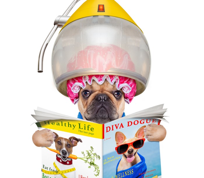 French Bulldog and Jack Russell reading magazines under dryer