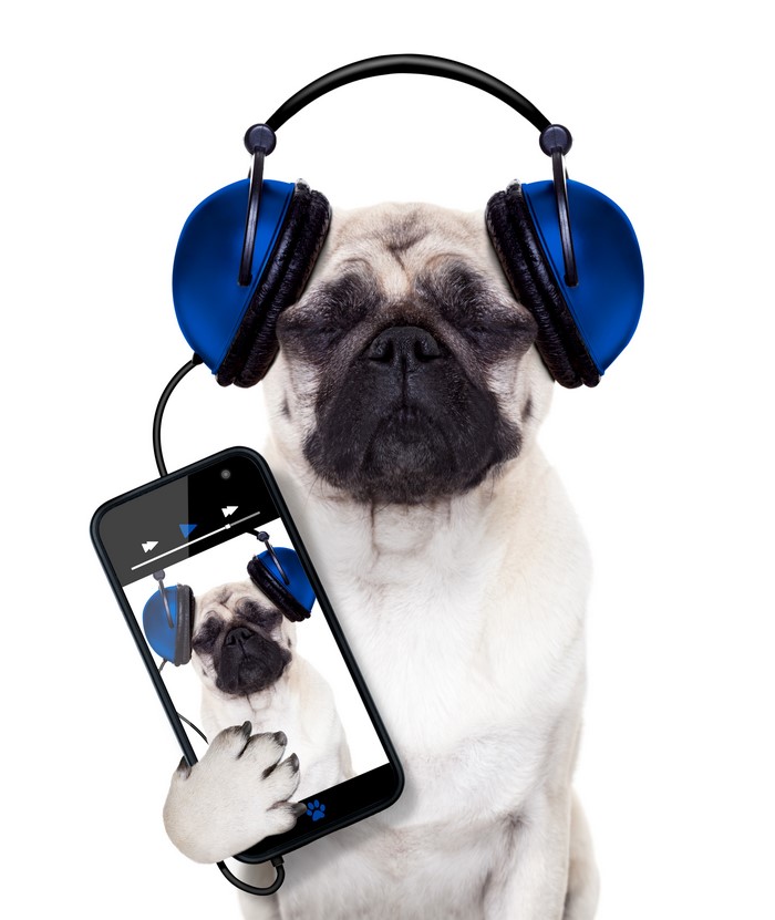 Pug wearing headphones and holding a smartphone