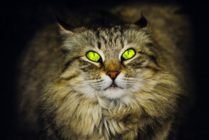 Close-up of a Siberian cat with glowing green eyes