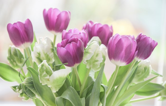 Purple and white tulips closeup
