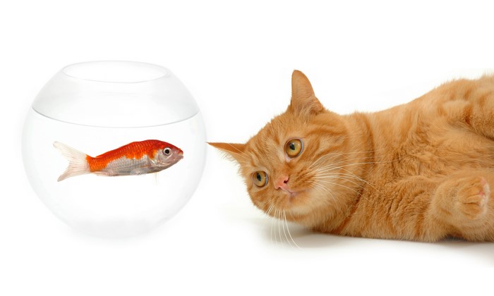 Orange cat looking at a goldfish in a bowl
