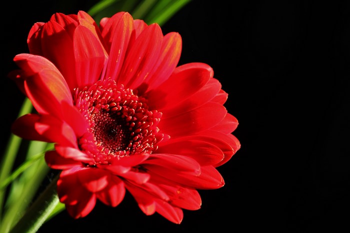 Red Gerbera flower with black background