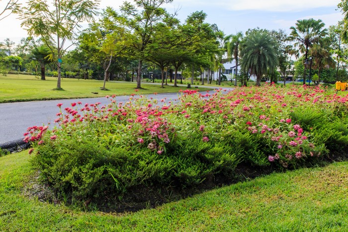 Flower bed with pink zinnias and green shrubs in a park