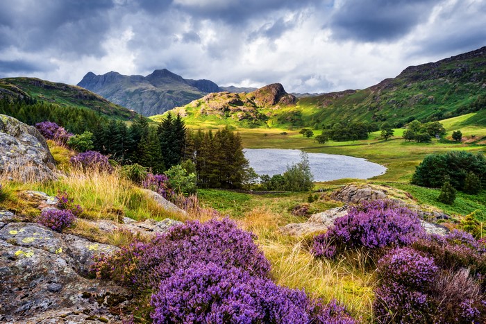 Purple heather and mountains by a lake in Cumbria, UK