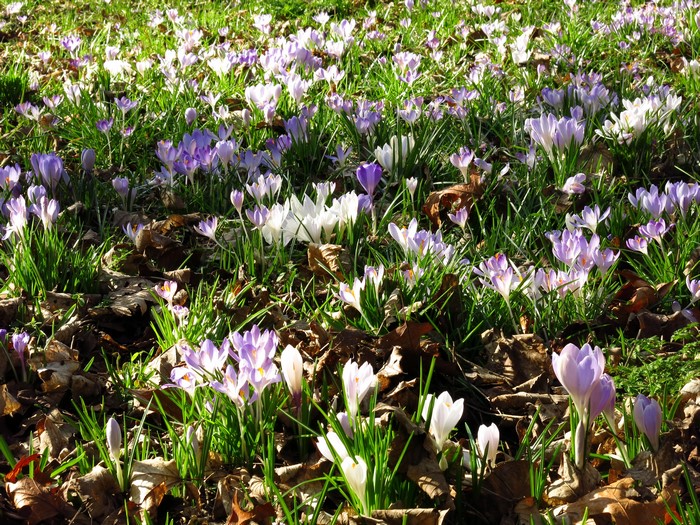Field of purple and white crocuses in sunlight