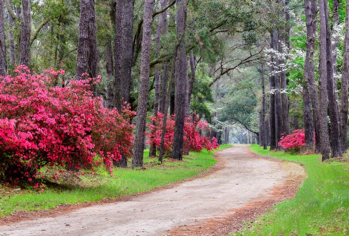 Dirt Road Lined with Pink Azaleas and Tall Trees