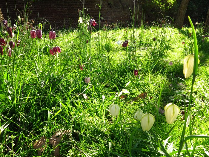Fritillaria flowers in a grassy garden