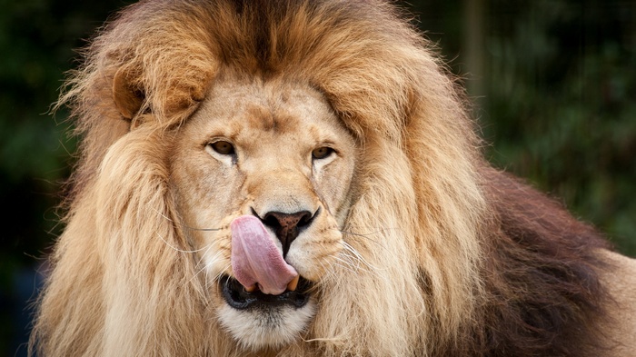 Lion licking its nose with its tongue