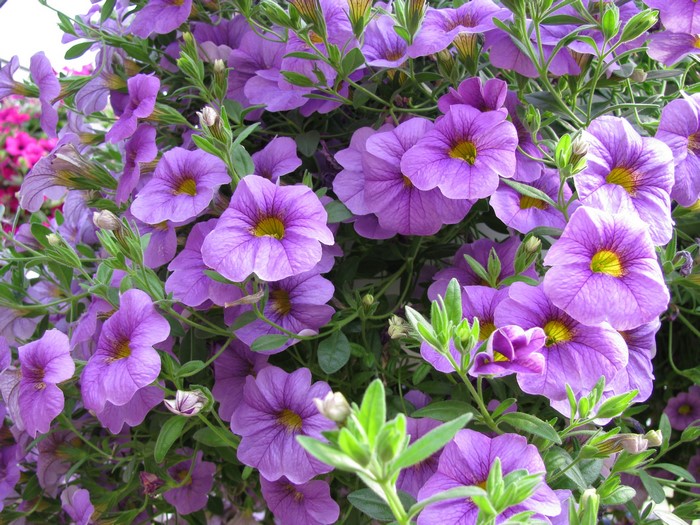 Purple Calibrachoa flowers in close-up