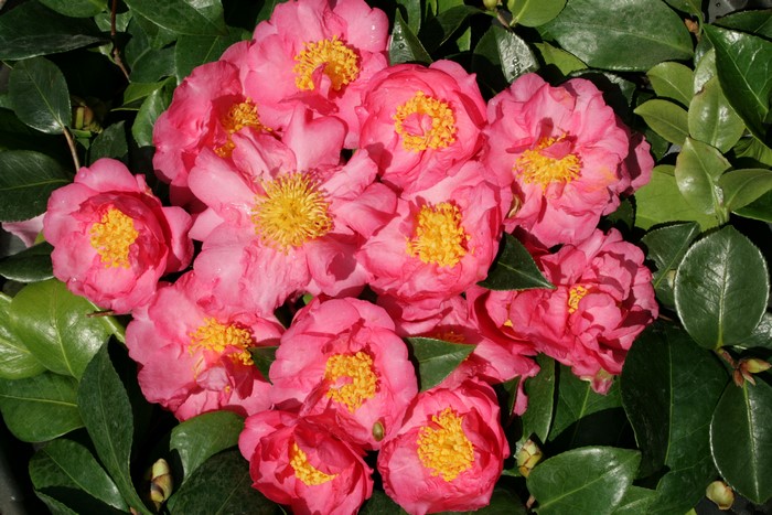 4K Pink Camellia Flowers Closeup